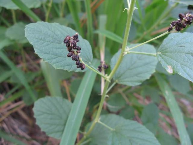 农村一种珍贵野草，果实似黑豆，人称“补骨脂”，是补筋骨良方