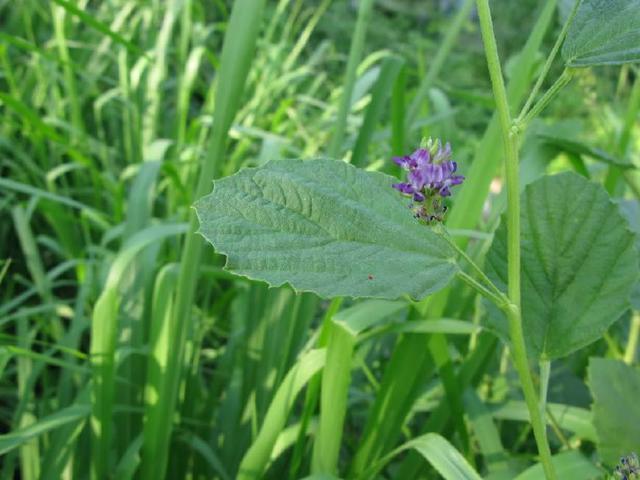 农村一种珍贵野草，果实似黑豆，人称“补骨脂”，是补筋骨良方