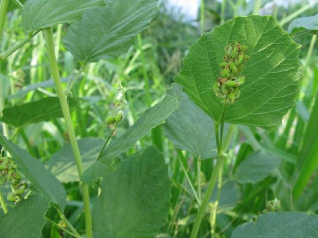 农村一种珍贵野草，果实似黑豆，人称“补骨脂”，是补筋骨良方