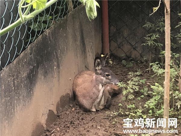 林麝养殖致富经_致富养殖林麝图片_致富养殖林麝产地