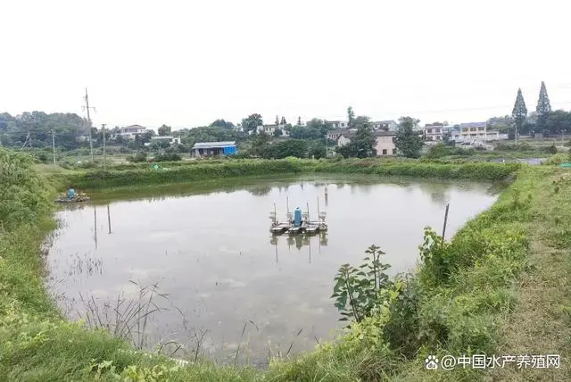 虾农致富记_致富经老陈一年养出六茬虾_老虾农的养殖技术