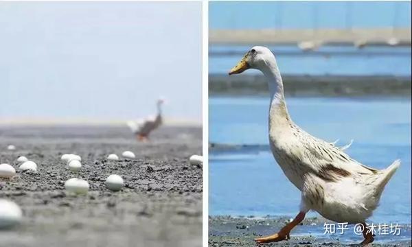 养殖海鸭成本与利润_致富经海鸭养殖_致富经养鸭子