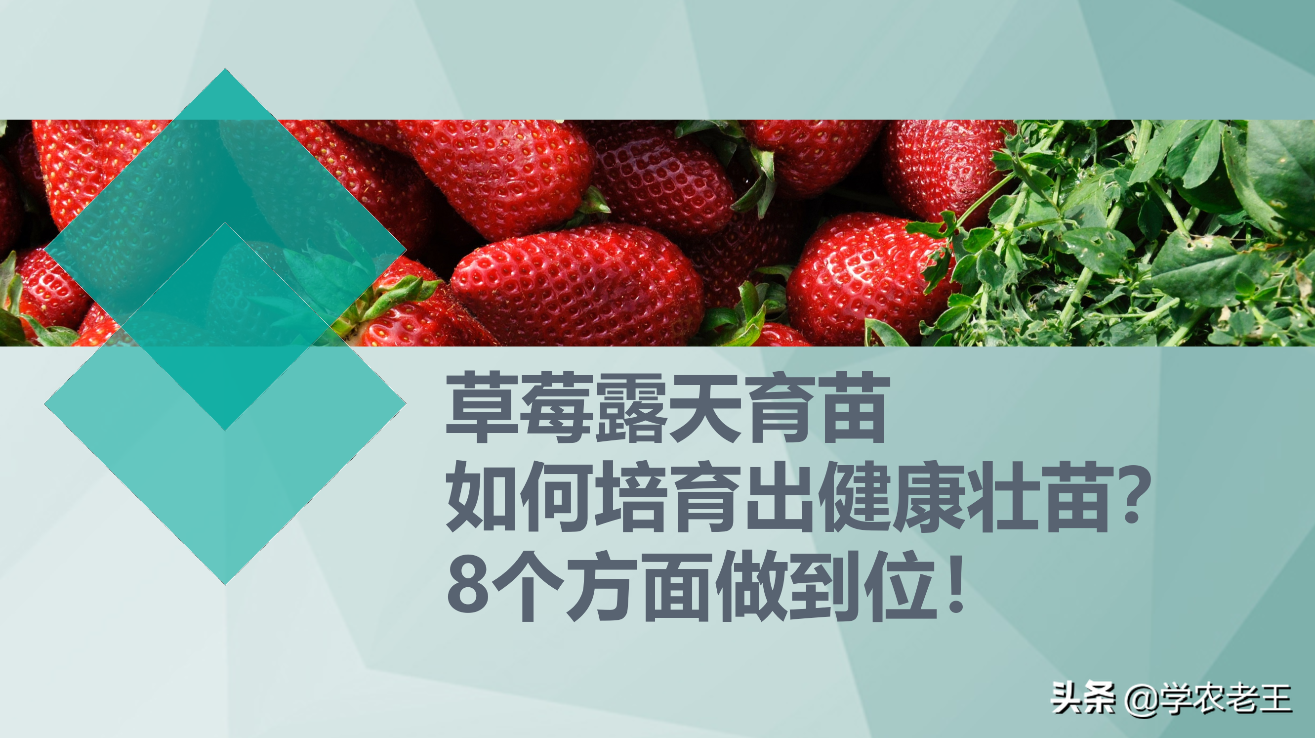 苗、田、根、植、肥、控、药、病！8个技术要点！育出健康草莓苗