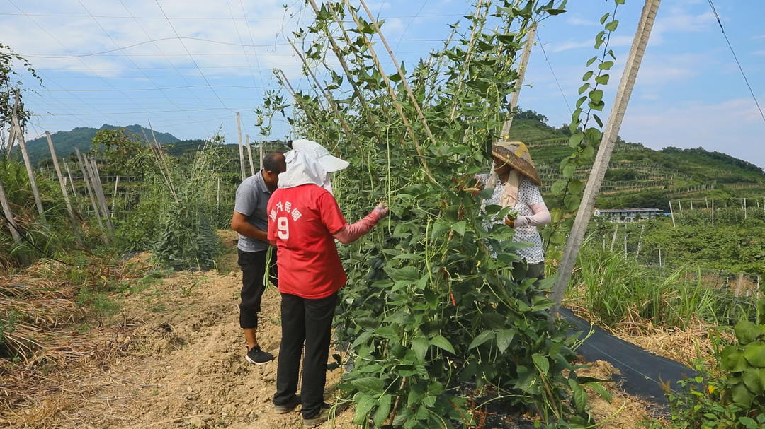 湖南种植致富方法_湖南种植业什么前景最好_湖南种植什么最赚钱