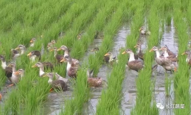 致富经种莲藕养鱼_种莲藕养什么鱼好_农田种藕养鱼视频