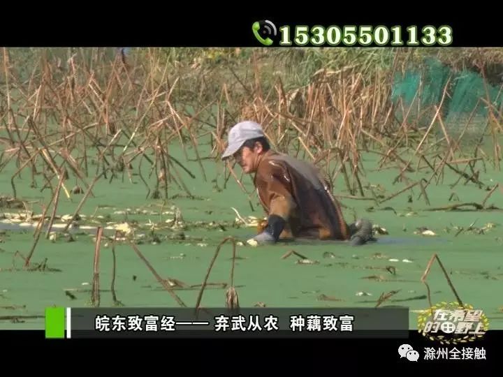 致富经种莲藕养鱼_莲藕生态养鱼_农田种藕养鱼视频