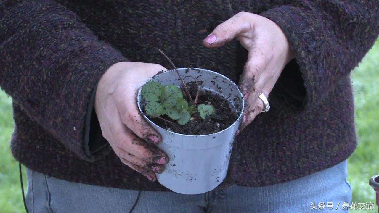 种植草莓技术及日常管理_种植草莓技术要点_草莓种植(技术