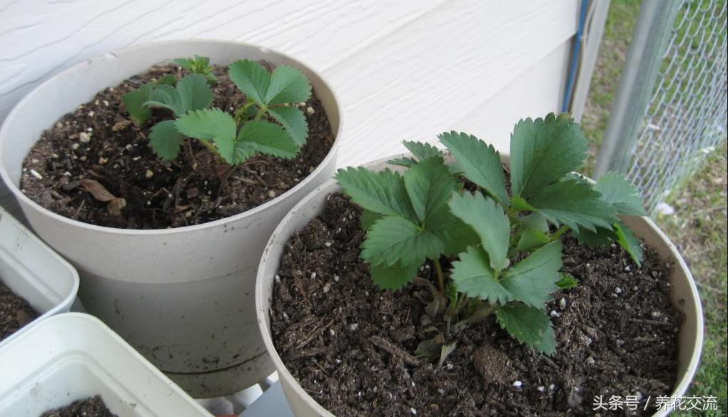 种植草莓技术及日常管理_草莓种植(技术_种植草莓技术要点