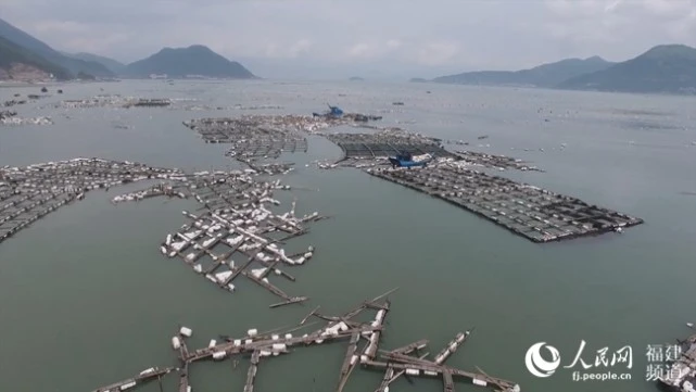 海域高密度养殖整治的宁德答卷：海上“牧场” 风光正好