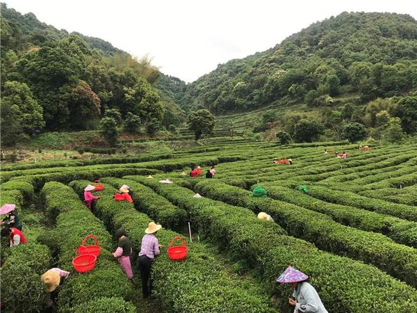 致富客家种植茶园图片_致富客家种植茶园视频_客家茶园种植致富