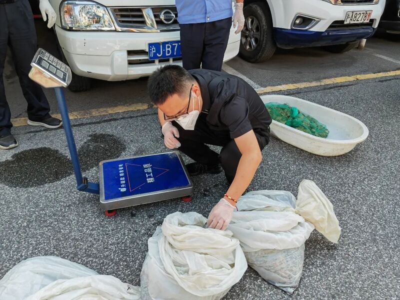 对查获的蟾蜍进行鉴定  钱也乜 摄