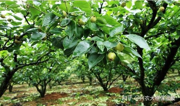 主干种植梨树技术要点_主干梨树种植技术_梨树主干形怎么栽种