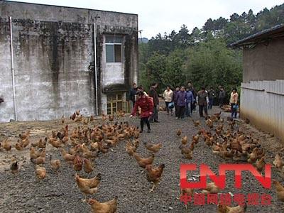 土鸡放养致富经_致富经放养土鸡视频_土鸡养殖致富经2019年全集