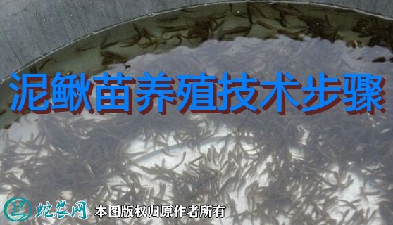 泥鳅苗养殖、泥鳅苗养殖技术步骤