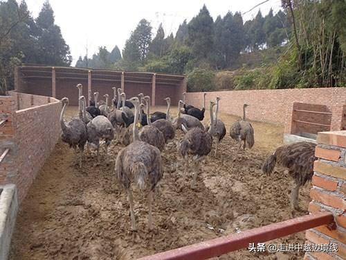 中国最大非洲鸵鸟养殖技术_非洲鸵鸟养殖技术视频_养殖非洲鸵鸟的前景