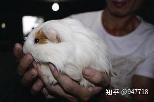 致富经鳝鱼养殖视频_致富经视频养黄鳝_致富经养殖黄鳝视频