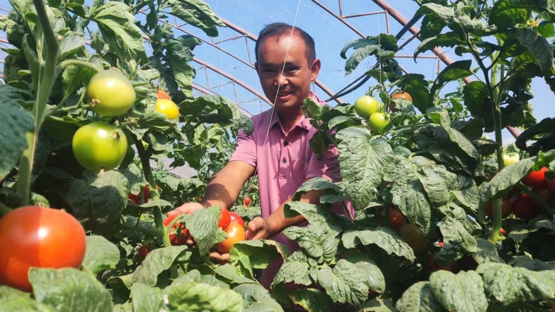 农村种菜致富案例_农村种植致富蔬菜_农村种植蔬菜致富方案