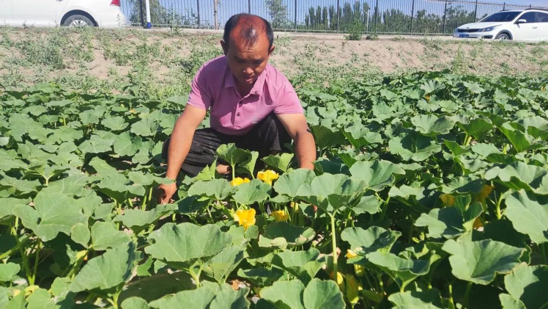 农村种植蔬菜致富方案_农村种植致富蔬菜_农村种菜致富案例