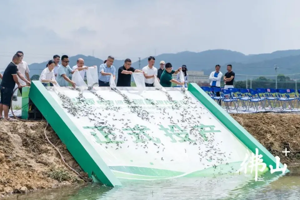 占地4000亩、投资超9000万元！这个智慧渔业项目在三水南山投产