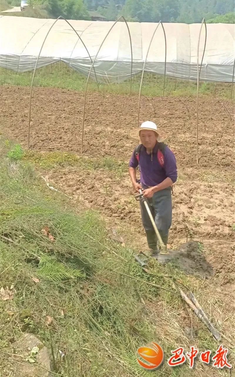 致富经蔬菜种植视频_农村种菜致富案例_农村种植致富蔬菜