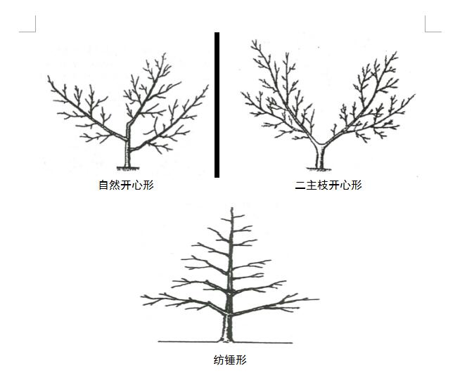 致富种植桃树视频_致富经桃树种植_致富种植桃树图片大全