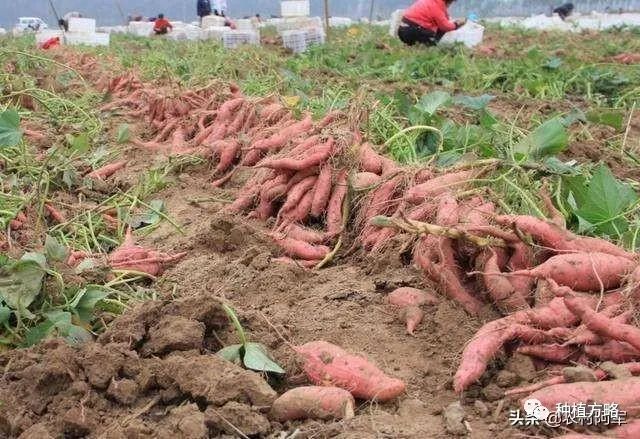 红薯高产种植技术视频_红薯种植技术全过程_高产红薯种植技术