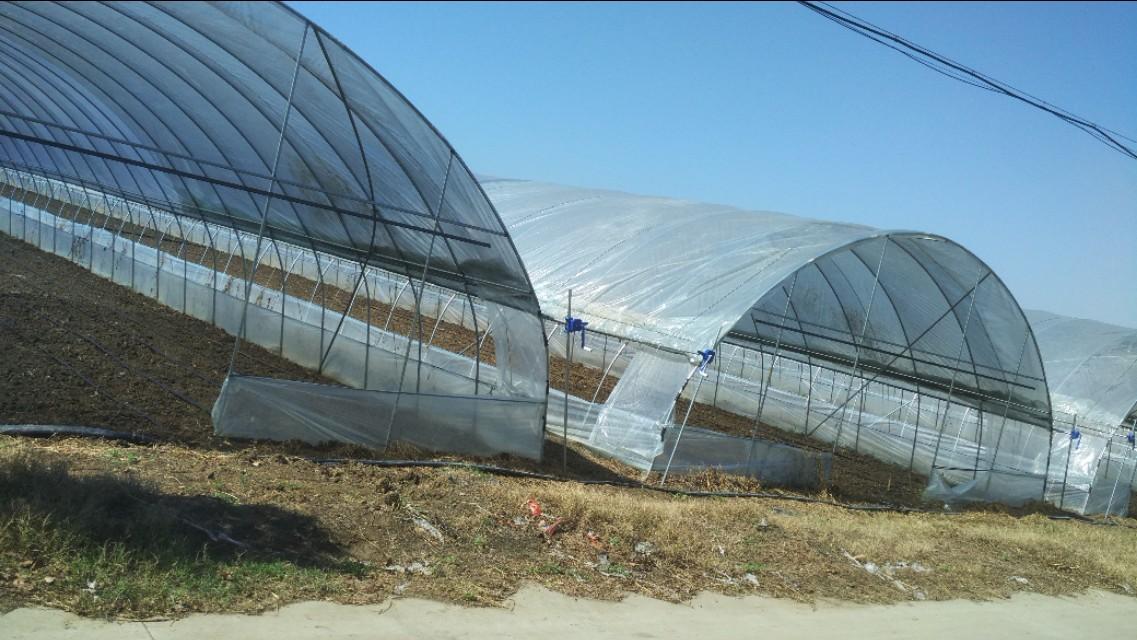 种植花菜致富吗_致富种植花菜视频_致富种植花菜怎么样