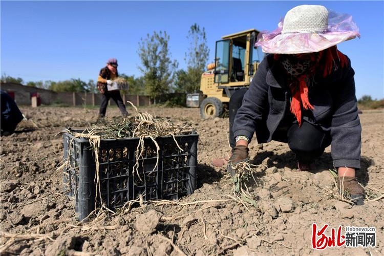 河北文安：中药材种植拓宽群众增收路