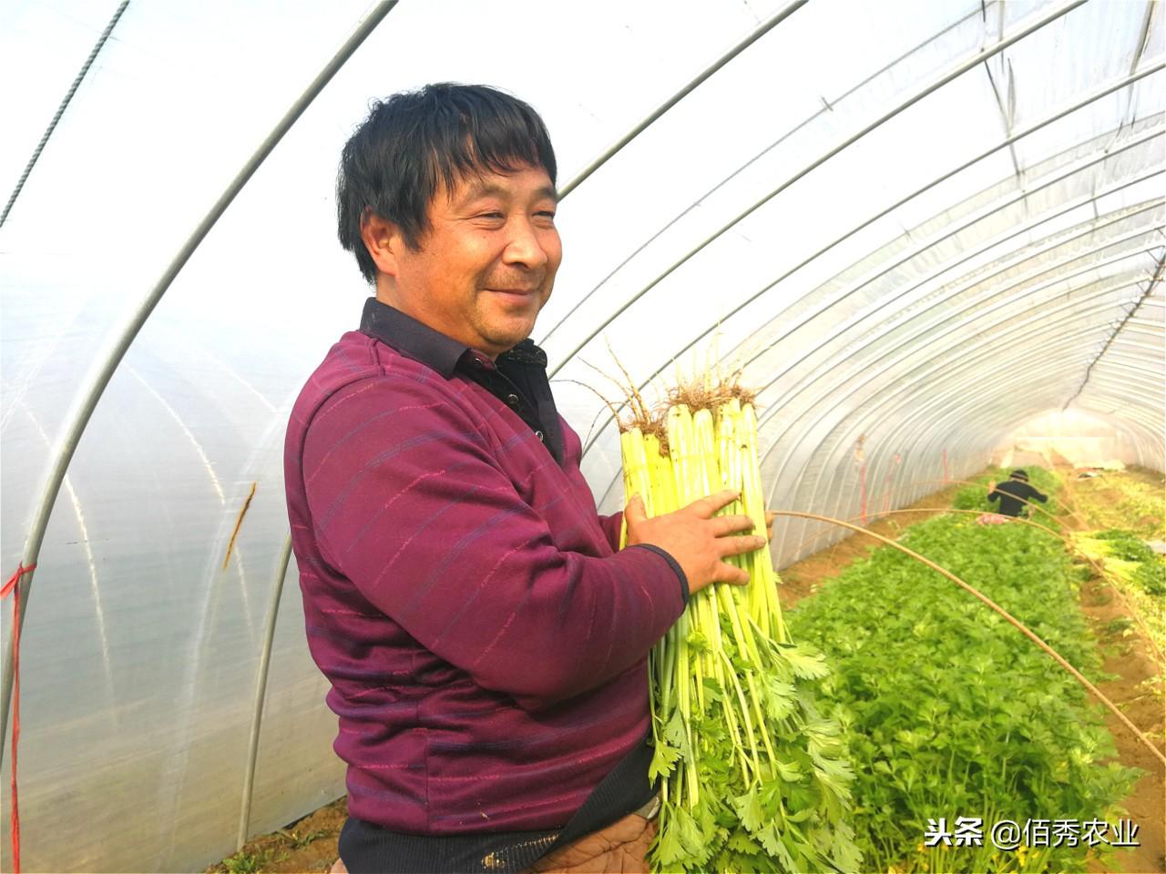 致富种植花菜图片_致富种植花菜视频_种植花菜致富吗