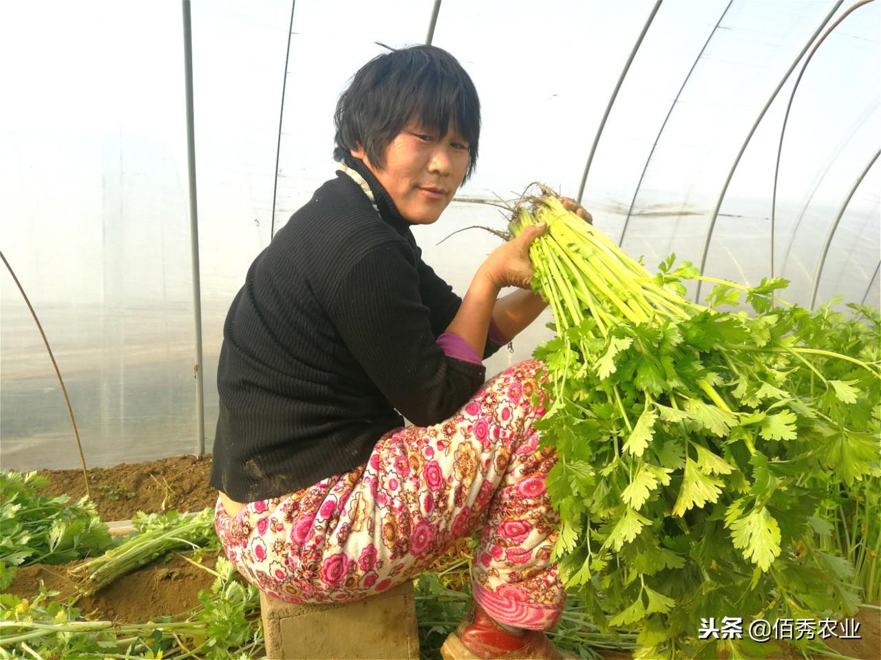 种植花菜致富吗_致富种植花菜图片_致富种植花菜视频