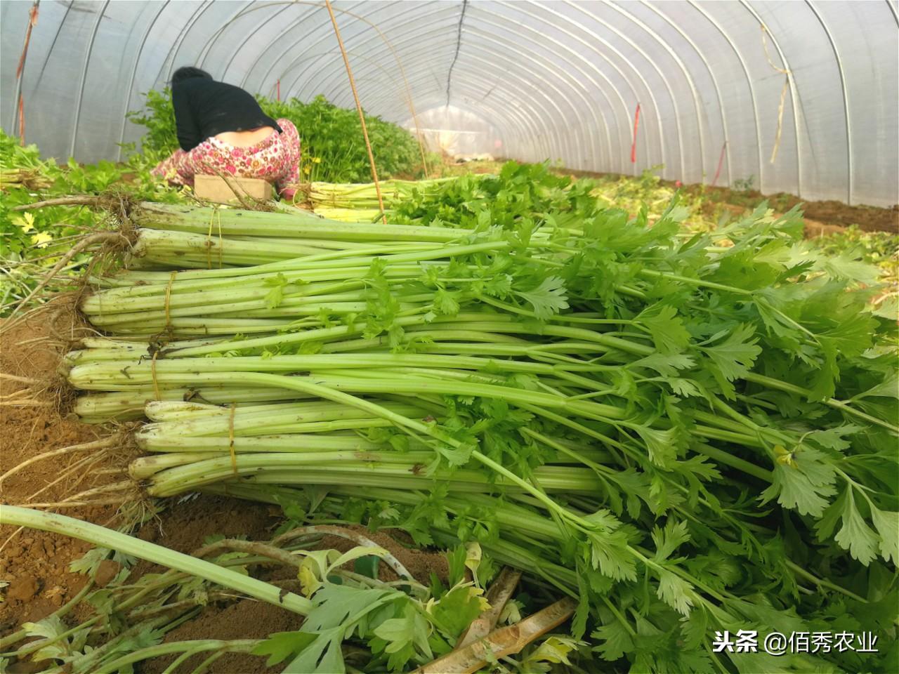 种植花菜致富吗_致富种植花菜视频_致富种植花菜图片