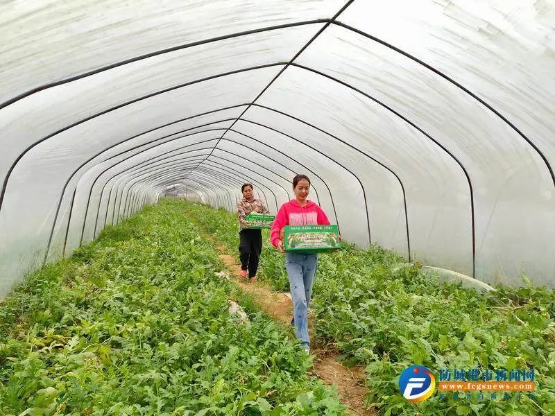 致富经西瓜种植全视频_西瓜致富经_种植西瓜增收致富