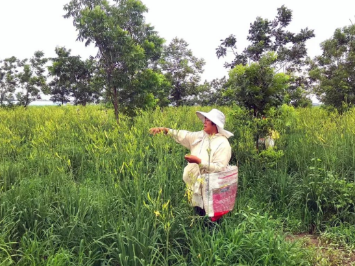 小小黄花菜 群众致富快