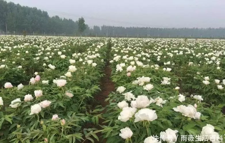 不种庄稼改种花，农民大哥带领乡亲种植芍药致富