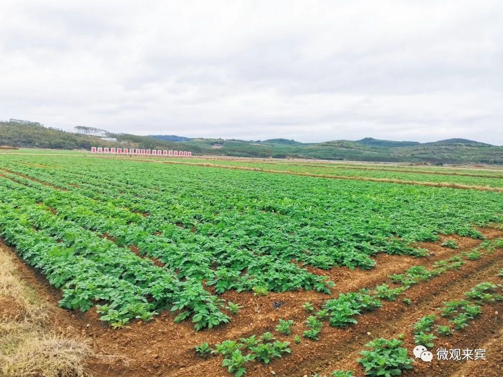 农村致富项目种植业_田地种植致富项目_种植致富农村项目大全