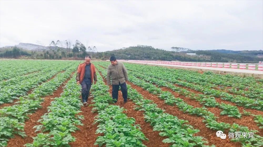 农村致富项目种植业_种植致富农村项目大全_田地种植致富项目