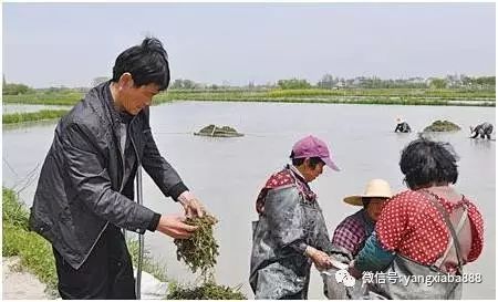 青虾养殖技术视频全集_青虾养殖技术农广天地_农广天地虾养殖视频