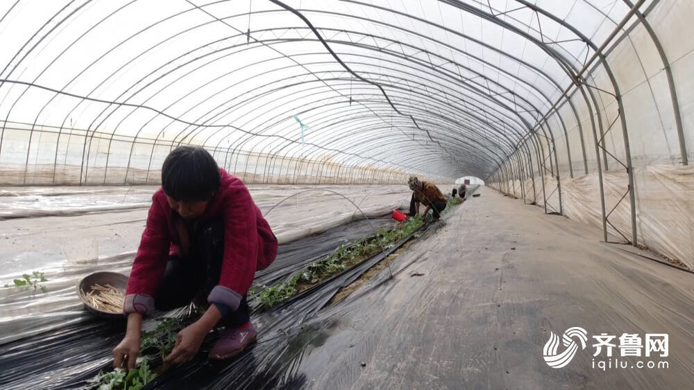 西瓜种植铺就致富路_西瓜种植效益_种植西瓜增收致富