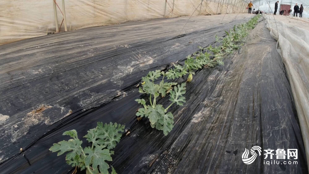 种植西瓜增收致富_西瓜种植铺就致富路_西瓜种植效益