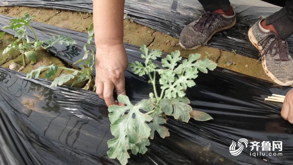 西瓜种植铺就致富路_西瓜种植效益_种植西瓜增收致富