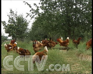 致富经养土鸡视频观看_致富经土鸡养殖技术视频_养鸡视频致富经