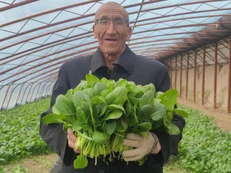 鼓励大棚种植致富_种植大棚带领村民致富_致富经大棚种菜技术