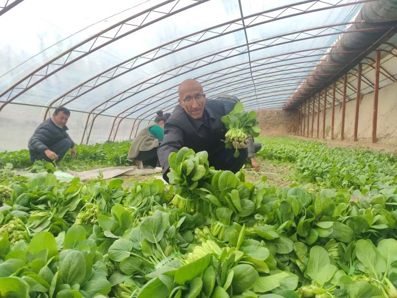 鼓励大棚种植致富_种植大棚带领村民致富_致富经大棚种菜技术