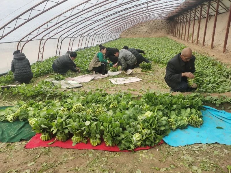 致富经大棚种菜技术_鼓励大棚种植致富_种植大棚带领村民致富