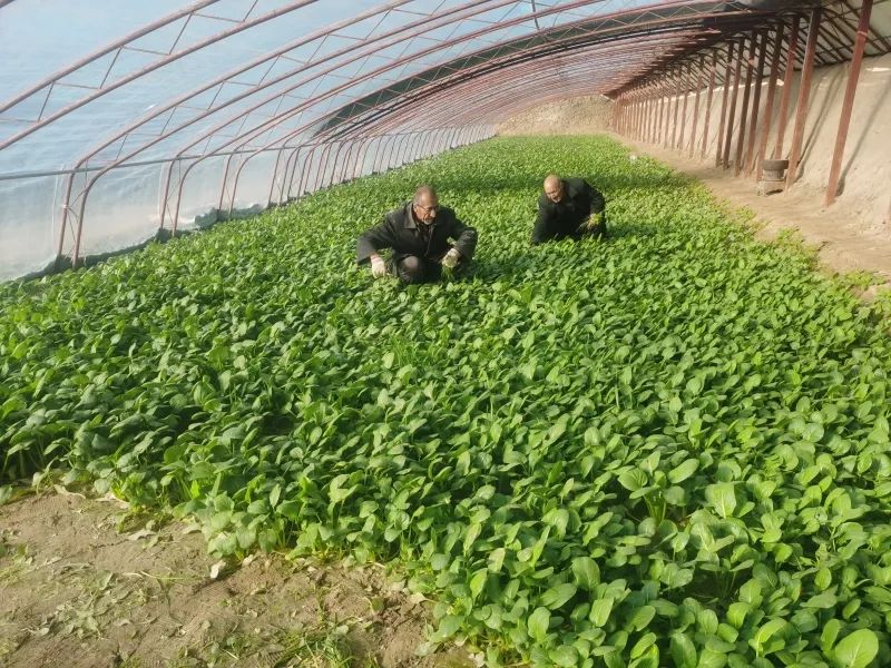 致富经大棚种菜技术_鼓励大棚种植致富_种植大棚带领村民致富