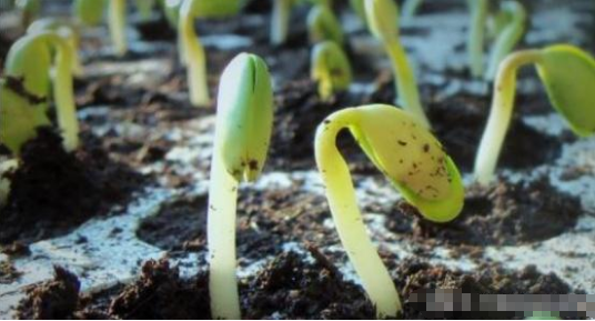 绿豆芽种植技术_如何种植绿豆芽菜_豆芽绿植怎么种