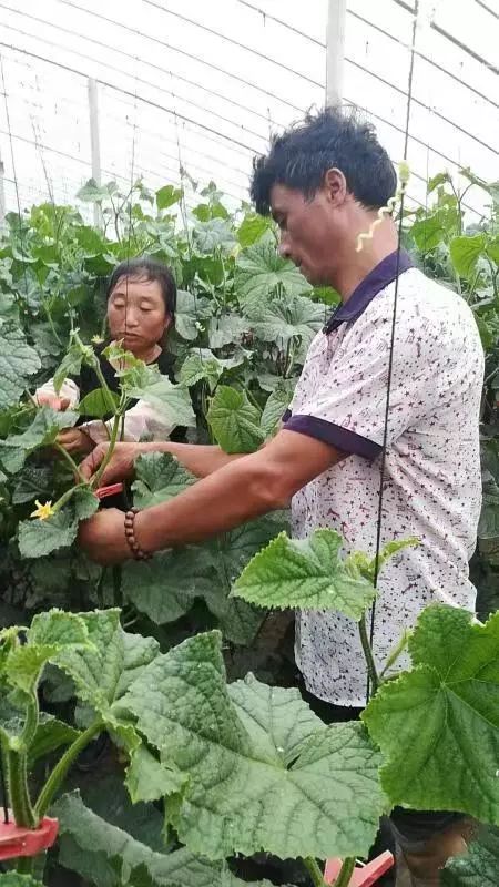 鼓励大棚种植致富_大棚致富项目_大棚种植致富事迹