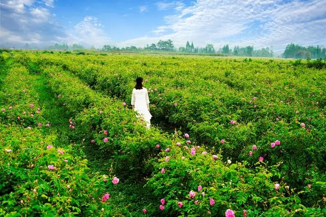 致富经花卉种植视频_致富玫瑰文案短句_致富经  玫瑰