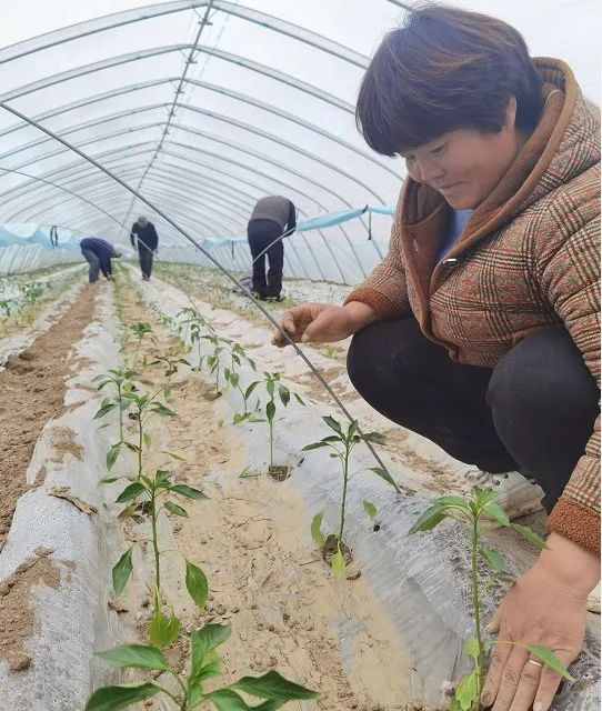 大棚种植致富事迹_种植大棚带领村民致富_鼓励大棚种植致富