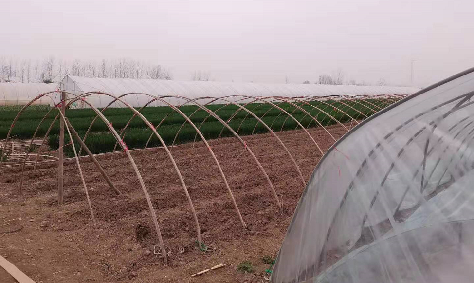 鼓励大棚种植致富_大棚种植致富事迹_种植大棚带领村民致富